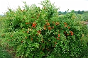 Fiori, Piante, natura_39
